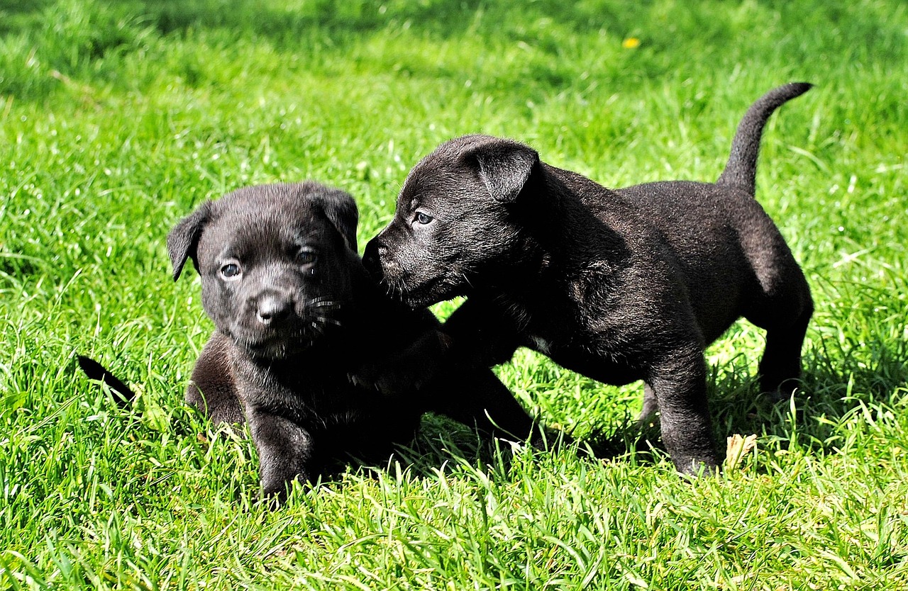 dogs-279696_1280.jpg
